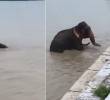 La fuerza de las inundaciones arrastró a varios elefantes en Nepal. FOTO: Captura de videi