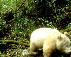 Primeras imágenes de buena calidad de un panda albino. FOTO Captura de pantalla 
