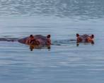 Los 10 hipopótamos enviados a México serán juveniles. FOTO: EL COLOMBIANO