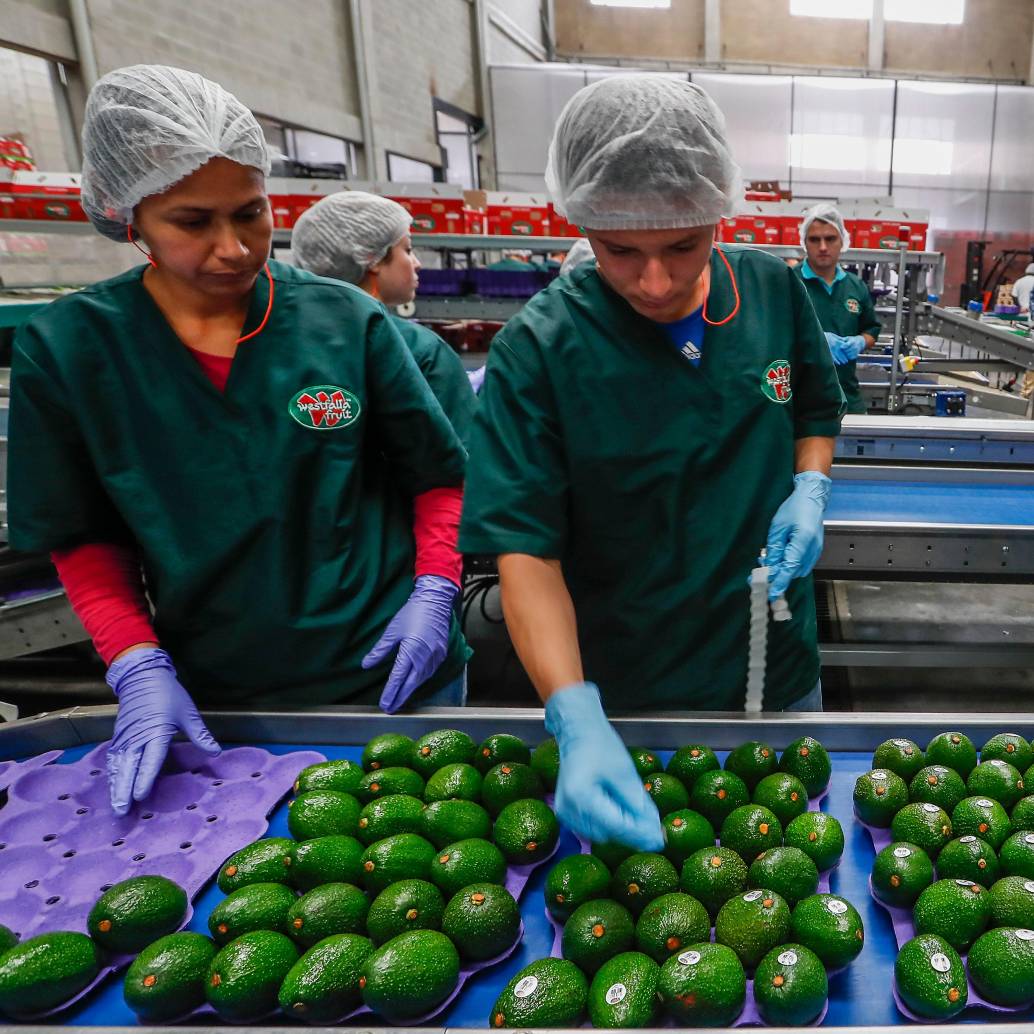 La producción y exportación de aguacate Hass en diversos municipios de Antioquia ha convertido a esta actividad en uno de los jalonadores del crecimiento económico. <span class="mln_uppercase_mln">FOTO</span> <b><span class="mln_uppercase_mln">Camilo Suárez</span></b>