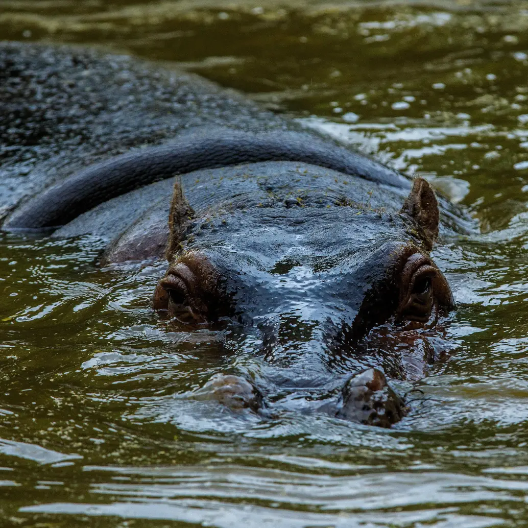 En la subregión del Magdalena Medio antioqueño se calcula hay más de 200 hipopótamos. FOTO: Camilo Suárez Echeverry.