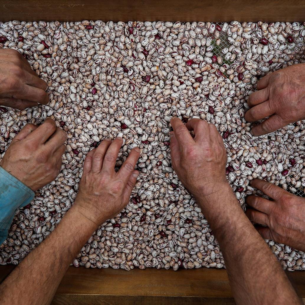La producción de fríjol Cargamanto, cultivo emblemático del oriente antioqueño, ha tenido altibajos asociados a la variabilidad climática. FOTO Manuel Saldarriaga