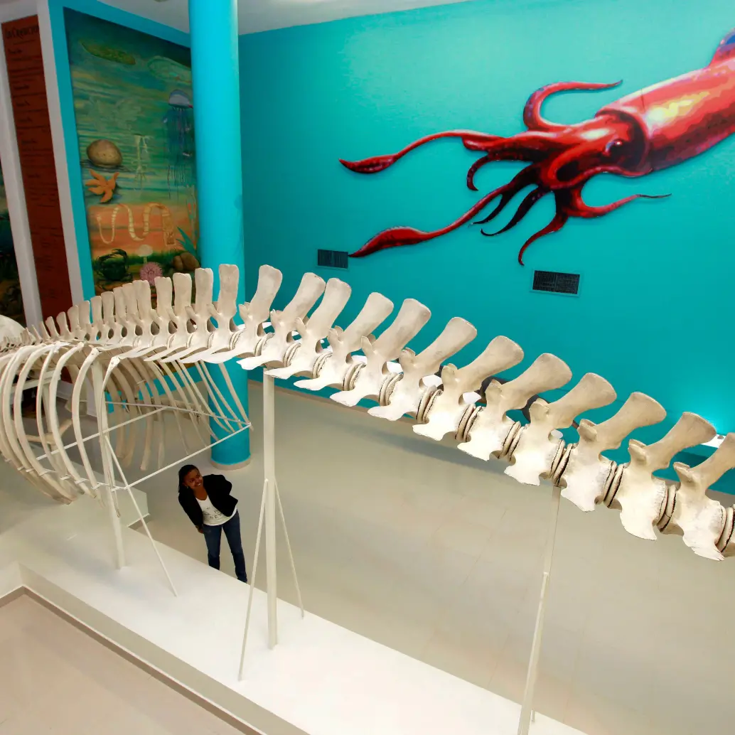 El museo abre de martes a sábado de 8:00 a.m. a 12 m y de 2:00 p.m. a 6:00 p.m. Los viernes cierra una hora más temprano, a las 5:00 p.m. y el sábado la jornada es de medio día, de 9:00 a.m. a 1:00 p.m. Foto Manuel Saldarriaga. 