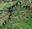 Cada grupo de erradicación estaría conformado por 21 personas. FOTO DONALDO ZULUAGA