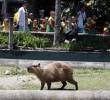 Un chigüiro hembra y su cría recién nacida murieron por la pólvora en el Parque de la Conservación. FOTO: Manuel Saldarriaga Quintero
