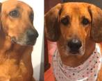 Tommy sufrió de manera innecesaria por un mal procedimiento. FOTO: CORTESÍA