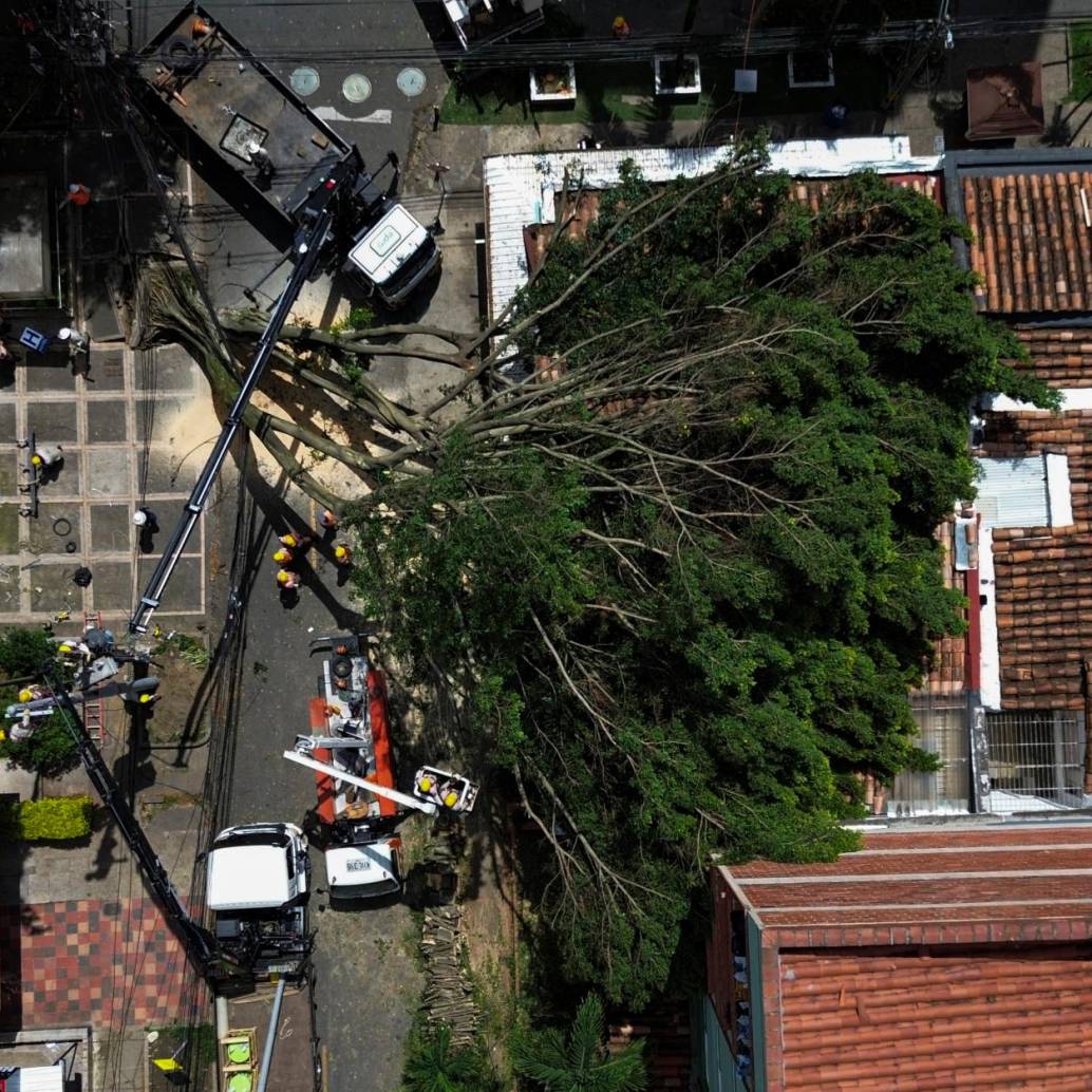 El árbol, que se encontraba en el barrio estadio en el sector El Velódromo, cayó repentinamente sobre una vivienda alrededor de las 2:00 a.m. Foto: Manuel Saldarriaga Quintero.