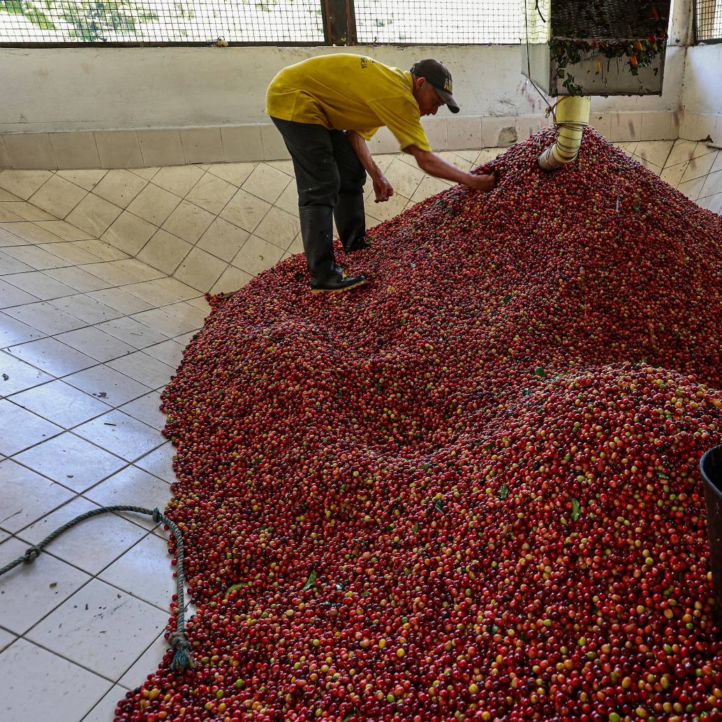 Según Coffee Watch, el 99% de las exportaciones de café de los países productores son granos crudos, de bajo valor y sin procesar. FOTO Manuel Saldarriaga