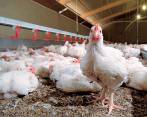 FAO activa protocolos ante brotes de influenza aviar en Latinoamérica