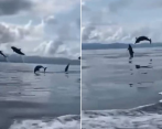 Alrededor de 10 delfines cautivaron con este espectáculo natural. FOTO: Captura de pantalla