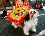 El desfile fue un espacio de unión entre las mascotas y sus humanos. Así también se disfruta la Feria de las Flores 2022. FOTOS: Manuel Saldarriaga