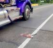 El tramo entre Mutatá y Necoclí ha sido el más crítico en atropellamiento de animales. Foto: cortesía.