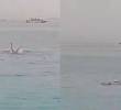 Joven ruso murió tras fuerte ataque de un tiburón. Foto: Pantallazos de video en Twiiter @MundoEConflicto.