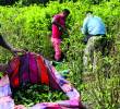 En Antioquia, los municipios con más cultivos de uso ilícito son Valdivia, Tarazá, Anorí, Cáceres e Ituango. Los cinco agrupan el 77% de toda la coca cultivada acá. FOTO Manuel Saldarriaga.