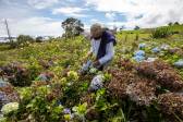 Don Fidel Grajales es productor de flores y el pasado 6 de mayo se vio afectado por la granizada que cayó en el corregimiento de Santa Elena. Foto: Edwin Bustamante
