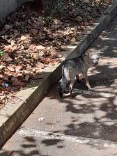 El zorro perro estuvo un rato por los alrededores del Museo de Antioquia. FOTO Cortesía @Danielsuarezvoz