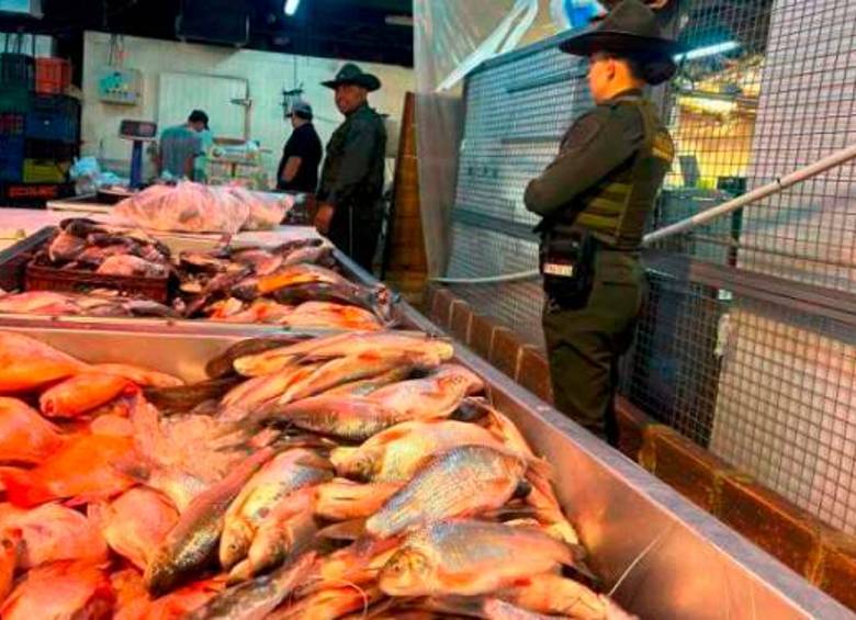 ¡Ojo con lo que compra! Policía incautó 340 kilos de pescado que estaba en malas condiciones en Medellín