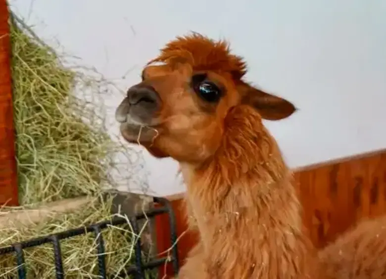 ¡Recuperada! Ámbar, la llama rescatada en Rionegro, Antioquia, será adoptada