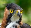Esta es un águila crestada real, especie de la cual fue encontrado un nido en el nordeste antioqueño. FOTO: Cortesía Proyecto Grandes Rapaces