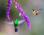 Se estima que en Colombia existen aproximadamente 165 especies de colibríes, de las 340 que se han documentado en todo el mundo. Foto Juan Antonio Sánchez Ocampo