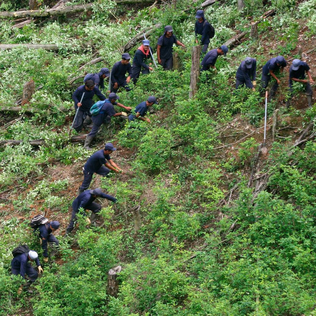 Cada grupo de erradicación estaría conformado por 21 personas. FOTO DONALDO ZULUAGA