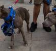 Perros de raza Pitbull. FOTO: EL COLOMBIANO