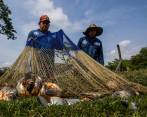 El ICA invitó a los acuicultores colombianos a notificar de manera oportuna la mortalidad inusual o la alteración de parámetros productivos a través de los canales oficiales. Foto: Julio César Herrera