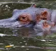 Hipopótamos del Magdalena Medio. Foto: EL COLOMBIANO