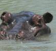 El hipopótamo es un mamífero acuático, fundamentalmente herbívoro que habita en el África subsahariana y en Puerto Triunfo. Foto: Camilo Suárez