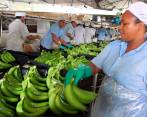 Las exportaciones de banano en 2022 sumaron US$891 millones, según Augura. FOTO Julio César Herrera
