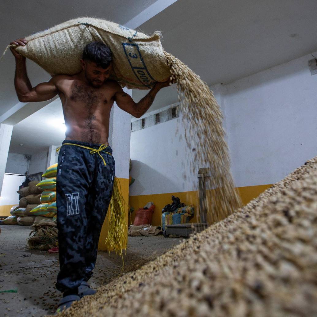 Gobierno y Federación de Cafeteros prorrogaron por cinco meses la administración del Fondo Nacional del Café. FOTO Julio César Herrera