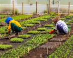 En el país, casi 16 millones de personas viven en inseguridad alimentaria, con solo dos o menos comidas al día. Las diferentes plantas olvidadas podrían ser una solución. FOTO Camilo Suárez