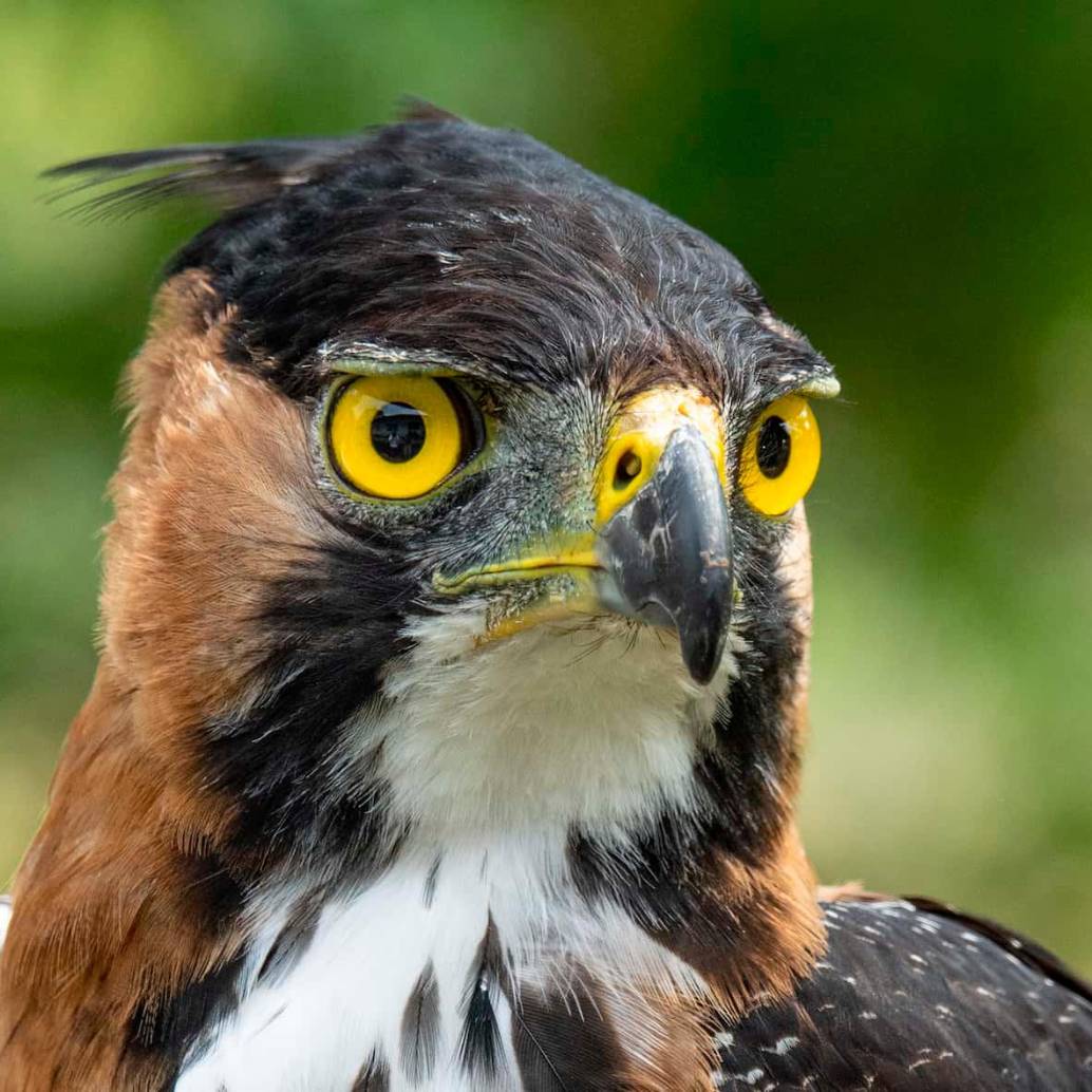 Esta es un águila crestada real, especie de la cual fue encontrado un nido en el nordeste antioqueño. FOTO: Cortesía Proyecto Grandes Rapaces