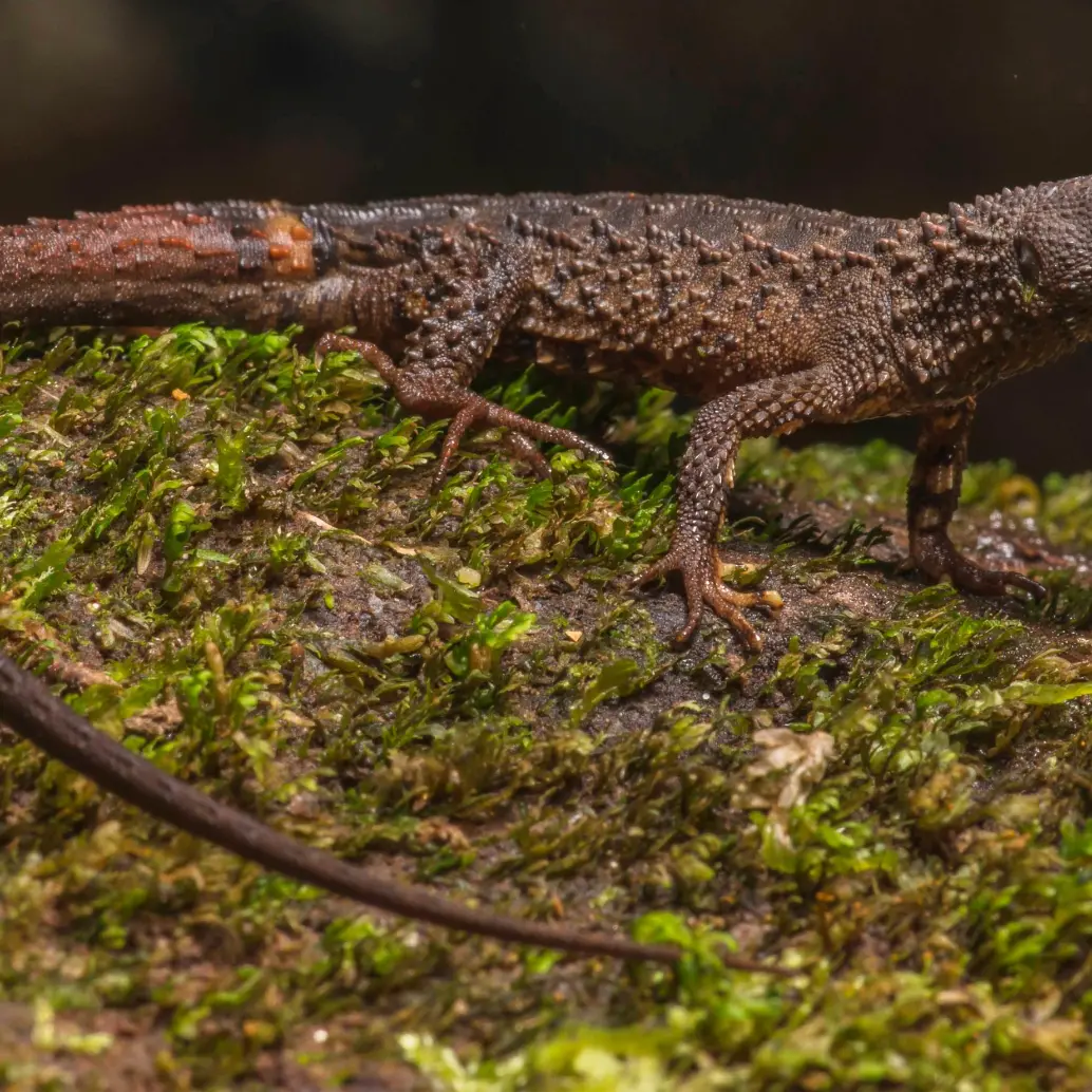 Echinosaura embera, el nuevo lagarto semiacuático descrito en Colombia, habita en los bosques húmedos del Chocó y Panamá. FOTO: Cortesía