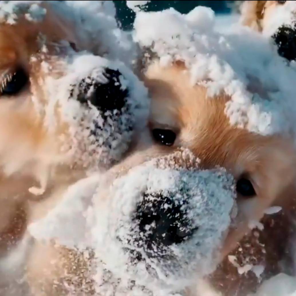 Estos tiernos perritos no son reales, es un video creado por inteligencia artificial. FOTO Captura de video