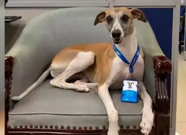 ¡Es un perro! Cope es defendido por comparación con Dayana Jaimes
