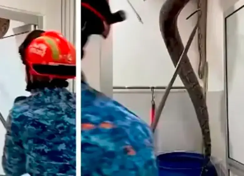 ¡Qué susto! Enorme pitón fue capturada en el techo de una casa