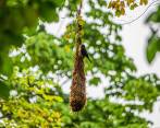Los mochileros construyen colonias de nidos entretejidos en forma de lágrima colgados de las ramas de los árboles. Foto: Carlos Velásquez