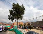 Dentro de las obras del intercambio vial de Colombia se realizó, hace unas semanas, el traslado de un níspero de carácter patrimonial que llevaba en la zona 60 años. FOTO edwin bustamante