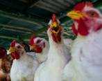 El consumo per cápita de pollo colombiano en el 2022 alcanzó los 36,3 kilos por habitante. FOTO Julio César Herrera