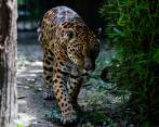 En el Parque de la Conservación también hay felinos que pueden ser observados y admirados por los visitantes, y no en cautiverio, sino en recuperación. FOTO JAIME PÉREZ