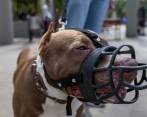 A los propietarios de perros peligrosos se les exige ponerles el bozal en áreas públicas, pero no todos lo cumplen. FOTO: IMAGEN DE REFERENCIA.