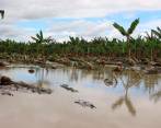 Las inundaciones causaron estragos en los cultivos de banano y plátano en la región y afectaron a más de 350 familias de tres municipios, informó el Dagran. FOTO CORTESÍA