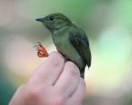Uno de los hallazgos corresponde a esta pequeña ave, un pájarosaltarín de la especie Manacus manacus. FOTO CORTESÍA EPM.