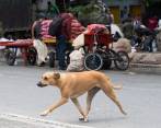 Por las calles del centro ambulan caninos en los que se nota que tuvieron un hogar, pero que un día fueron víctimas de abandono por parte de sus tenedores. FOTO esneyder gutiérrez