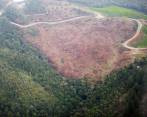 En Colombia han sido deforestadas 7.585 hectáreas en lo que va de 2022. FOTO: JUAN ANTONIO SÁNCHEZ OCAMPO