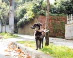 Nirvana hoy comparte su vida con una familia que le da todo su amor. Fotos: Cortesía