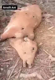 La información sobre el número de animales domésticos muertos es dispar, serían entre 16 y 43, según testimonios. FOTO: IMAGEN TOMADA DE VIDEO 