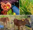 Uno de los sectores más expuestos a El Niño es el café. Genera riesgos para la producción por déficit hídrico, altas temperaturas y plagasA esto se suma que, según Corficolombiana, el 82% de las pérdidas y daños directos ocasionados por fenómenos climáticos de este tipo en América Latina recaen sobre el sector agropecuario, lo que convierte al campo en uno de los sectores más vulnerables.