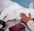 ¿Cirugía oral en perros? Riesgos y recomendaciones